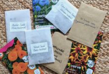 How to create a small dye garden part 2 – which plants